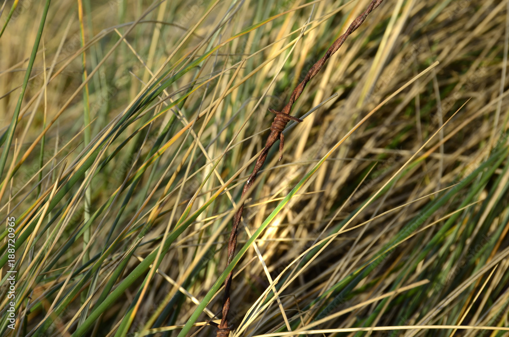 rostiger Stacheldraht vor Gras am Strand in den Niederlanden, Holland rostiger Stacheldraht vor Gras am Strand in den Niederlanden, Holland