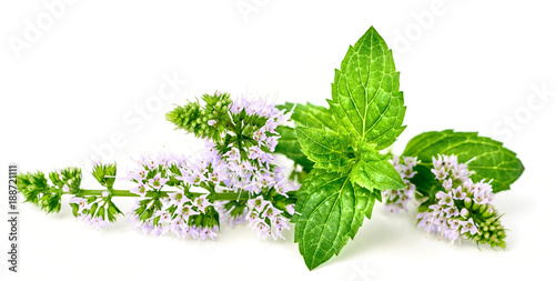 fresh peppermint flower and leaves isolated on white