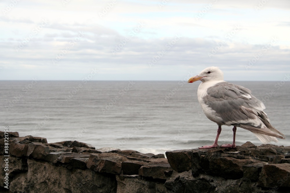 A seagull on a stone wall near the Oregon Coast, Usa A seagull on a stone wall near the Oregon Coast, Usa