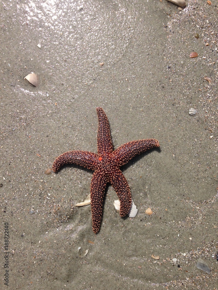A starfish, washed ashore. A starfish, washed ashore.