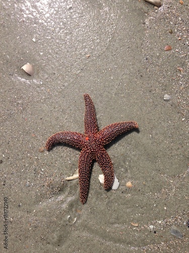A starfish, washed ashore.