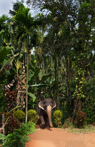 Fototapeta Naklejka Na Ścianę i Meble -  Royal spotted elephant follows the path in the jungle