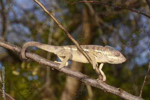 Pantherchamäleon (Furcifer pardalis) - Panther chameleon / Madagaskar