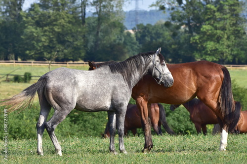 purebred horses,Czech republic © gallas