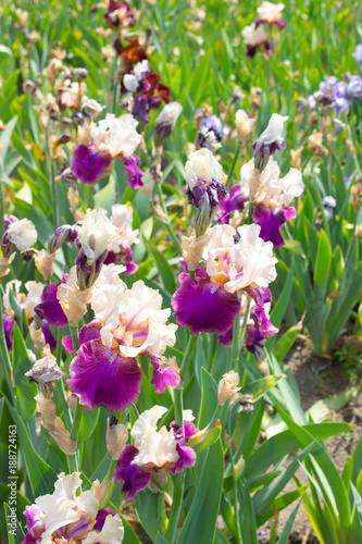 Fototapeta Naklejka Na Ścianę i Meble -  Iris Flower
