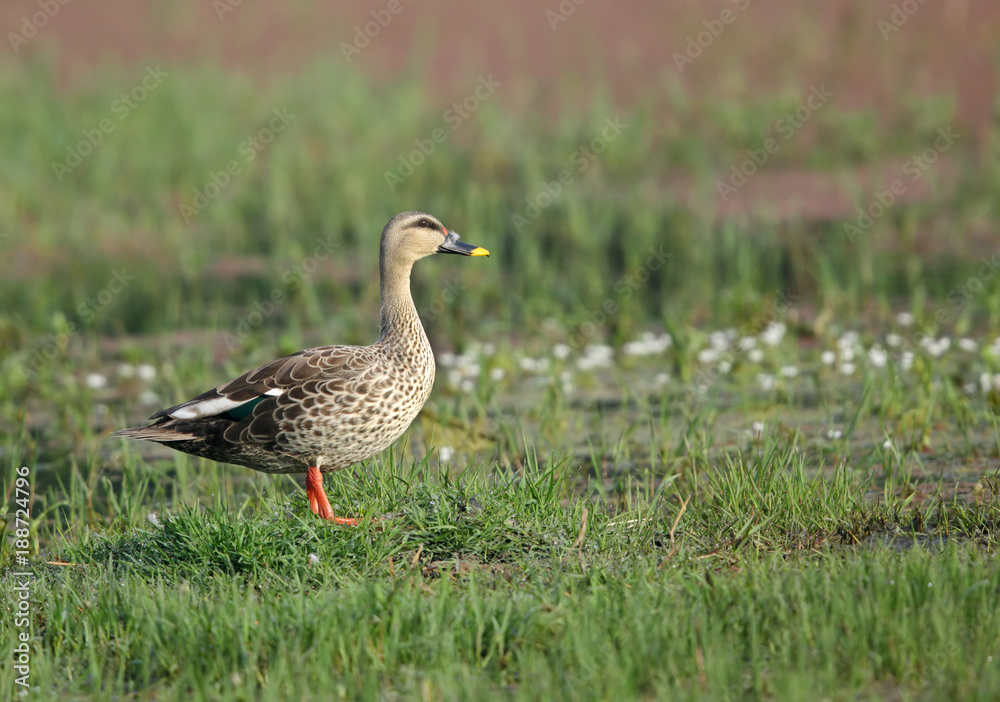 Closeup of spot-billed duck, Sultanpur bird sanctuary, Indian