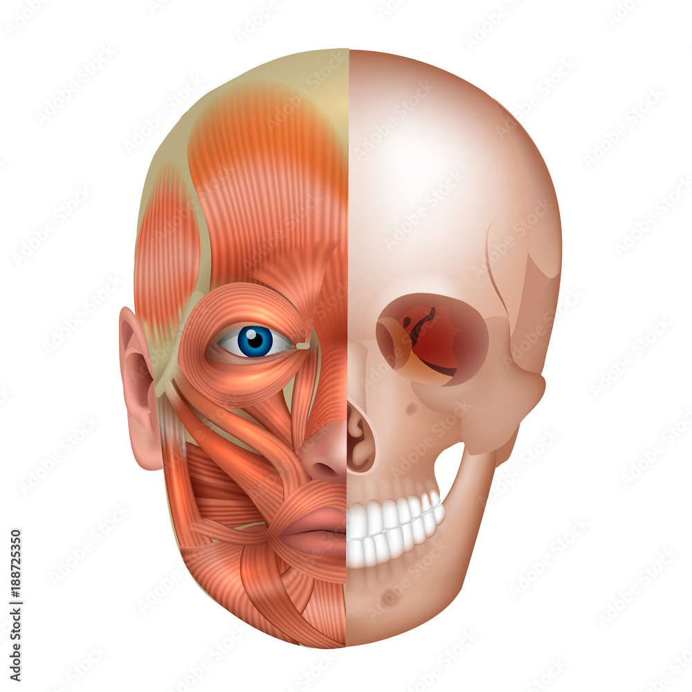 Muscles and bones of the face detailed bright anatomy isolated on a ...