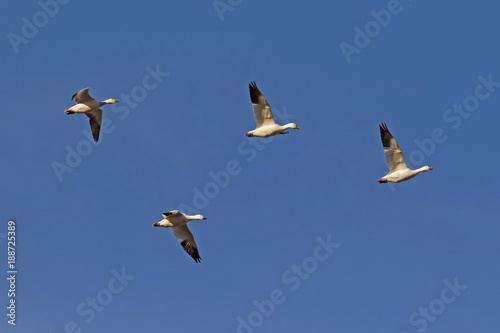 Birds snow geese flying in formation at the Salton Sea
