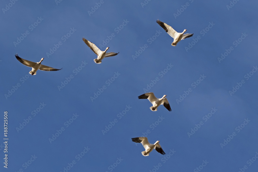 Birds flock of snow geese flying at the Salton Sea in California