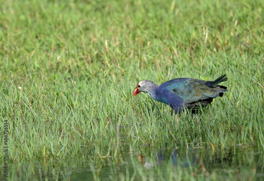 Purple Swamphen at Sultanpur bird Sanctuary Purple Swamphen at Sultanpur bird Sanctuary