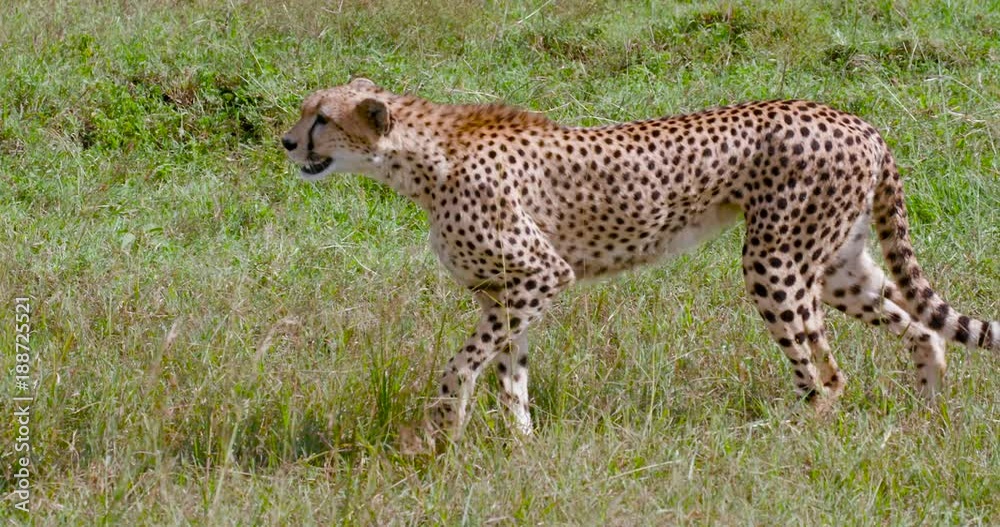 Female Cheetah Walking; Maasai Mara Day 4; Maasai Mara, Kenya, Africa
