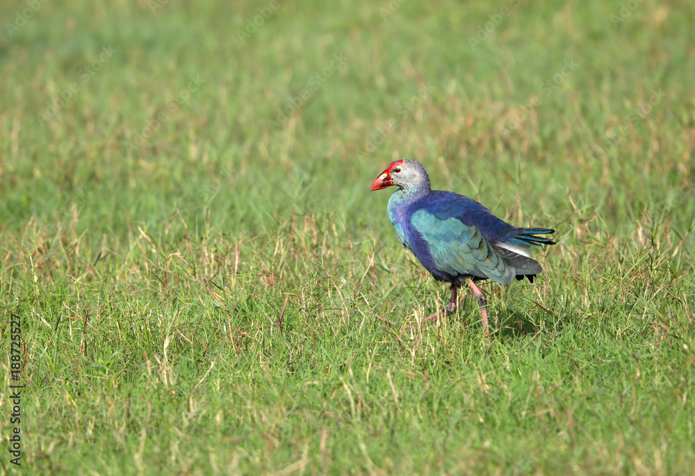 Purple Swamphen at Sultanpur bird Sanctuary, India Purple Swamphen at Sultanpur bird Sanctuary, India