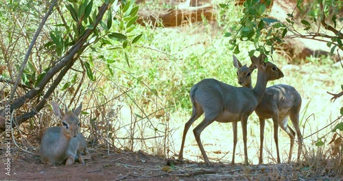 Kirk'S Dik-Diks Resting; Samburu 14 October 2016 Am; Samburu, Kenya, Africa photo