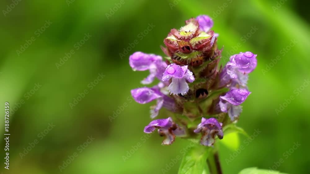 Macro flower forest spring Macro flower forest spring