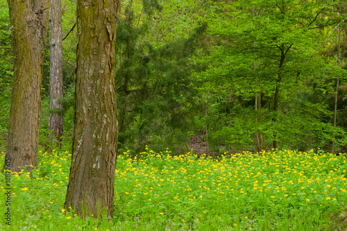 glade in a pine forest with blooming yellow flowers