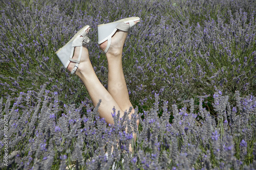 field of lavender at Mayfield Lavender farm on the Surrey Downs The legs of a girl with a beautiful manicure stick out of the bushes photo