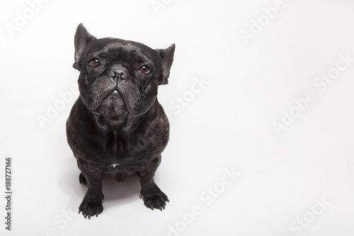 Fototapeta Naklejka Na Ścianę i Meble -  Funny studio portrait of the dog black french bulldog isolated on the white background