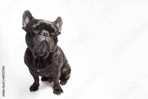 Funny studio portrait of the dog black french bulldog gving a blink isolated on the white background