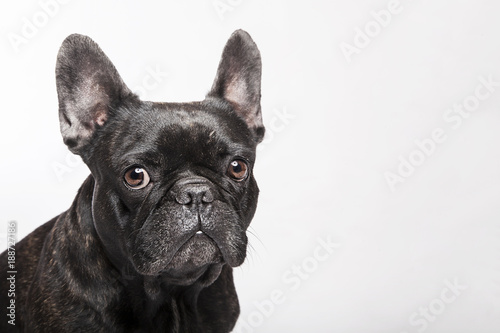 Funny studio portrait of the dog black french bulldog isolated on the white background © themost