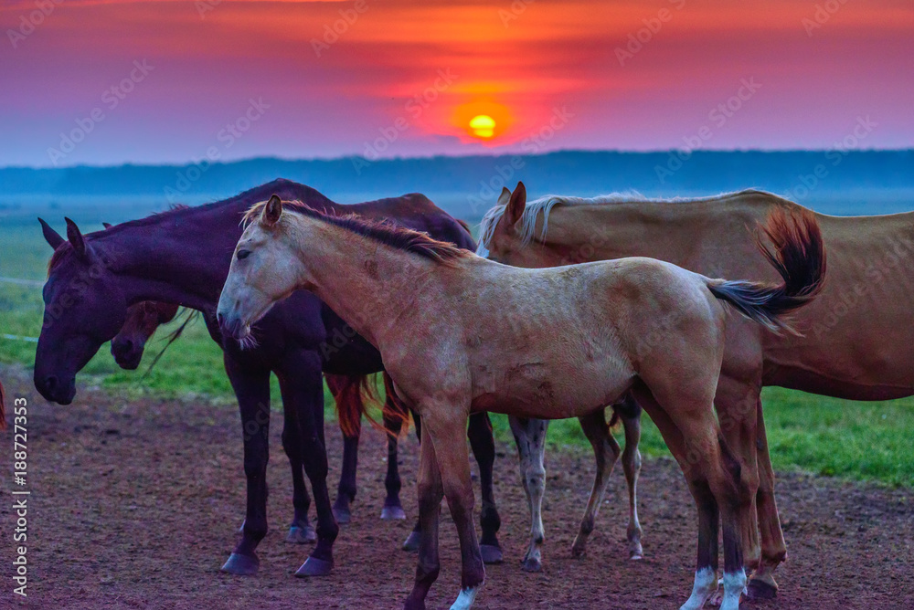 Obraz premium horses graze at dawn