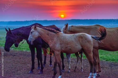 horses graze at dawn © shymar27