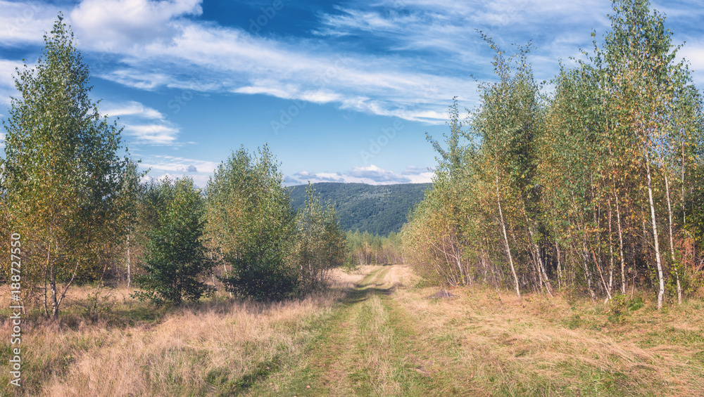 Beautiful summer landscape. Panorama of the birch grove with mountain road and blue cloudy sky, natural outdoor seasonal background