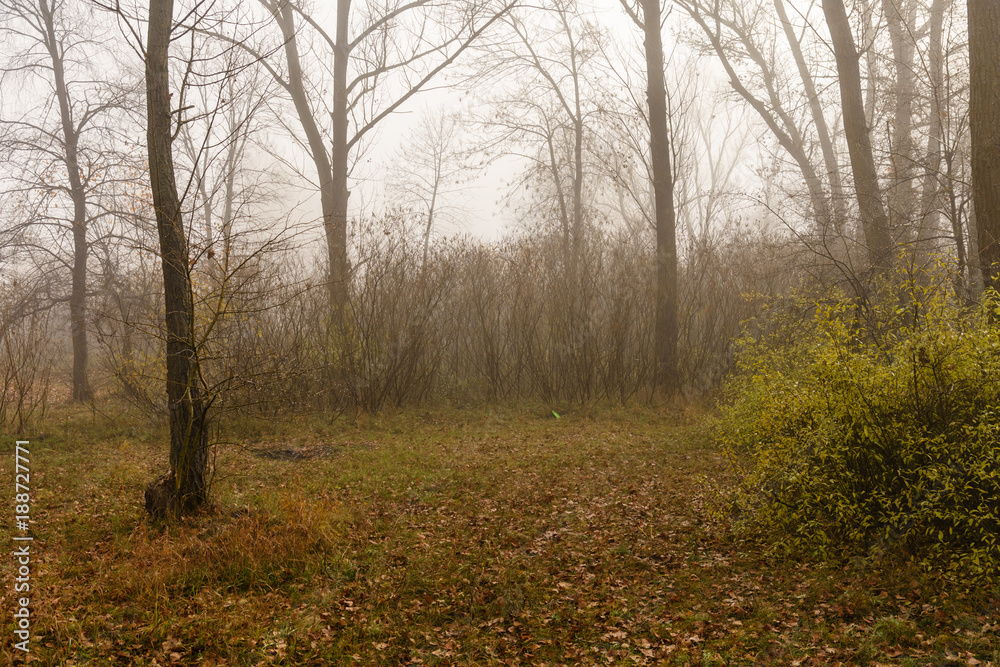 Fototapeta premium Fog in forest on cold autumn day