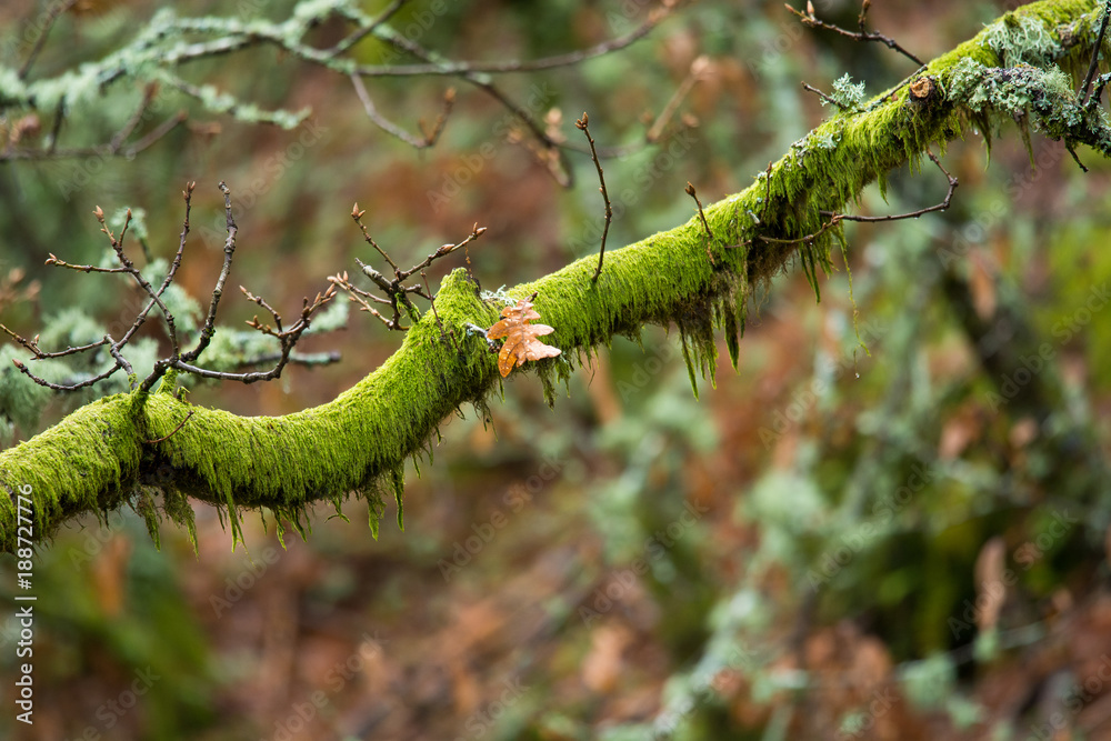 Naklejka premium Tree branch with moss