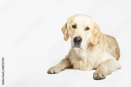 Studio portrait of the Golden retriever dog lying, isolated on white background