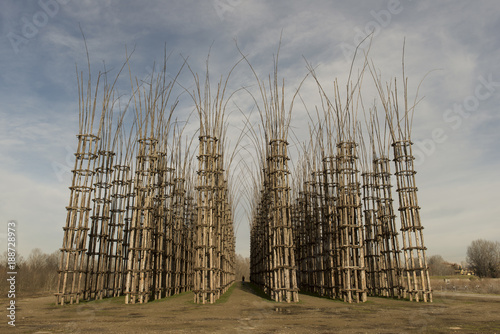 Konstfotografi Catedral Vegetal de Lodi, Lomabardia, Italia