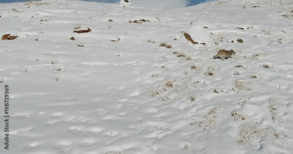 Wolves in the nature of Kyrgyzstan Wolves in the nature of Kyrgyzstan