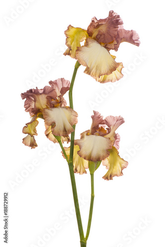 Fototapeta Naklejka Na Ścianę i Meble -  iris flower isolated