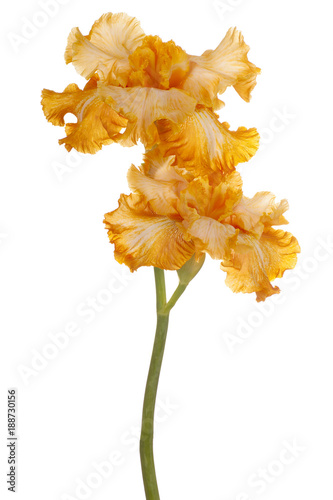 Fototapeta Naklejka Na Ścianę i Meble -  iris flower isolated