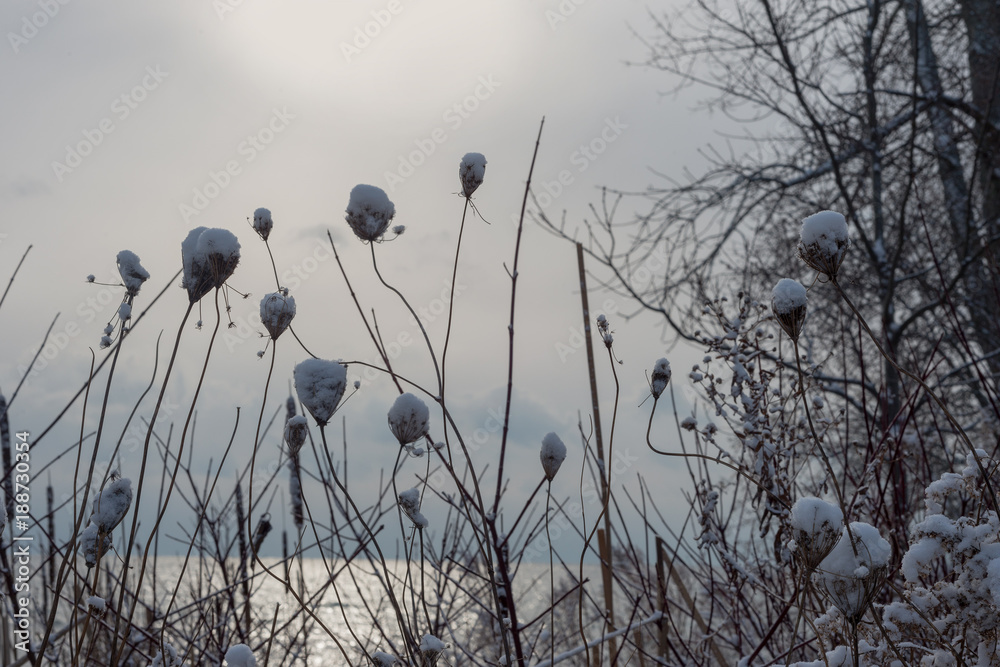 Obraz premium Dry slim flowers with snow on top on water and sunset winter background
