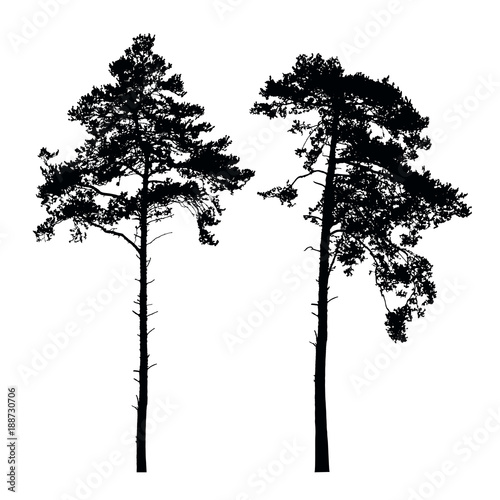 Set of vector silhouettes of high coniferous trees