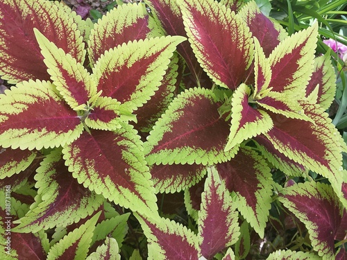 Beautiful colorful coleus leaves background,  closeup photo