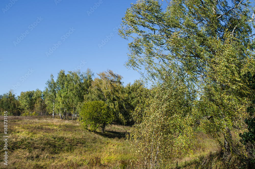 Field and forest Field and forest