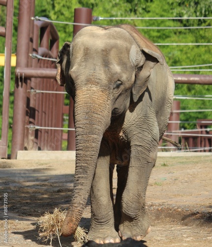 Captive Asian Elephant Eating Hay 