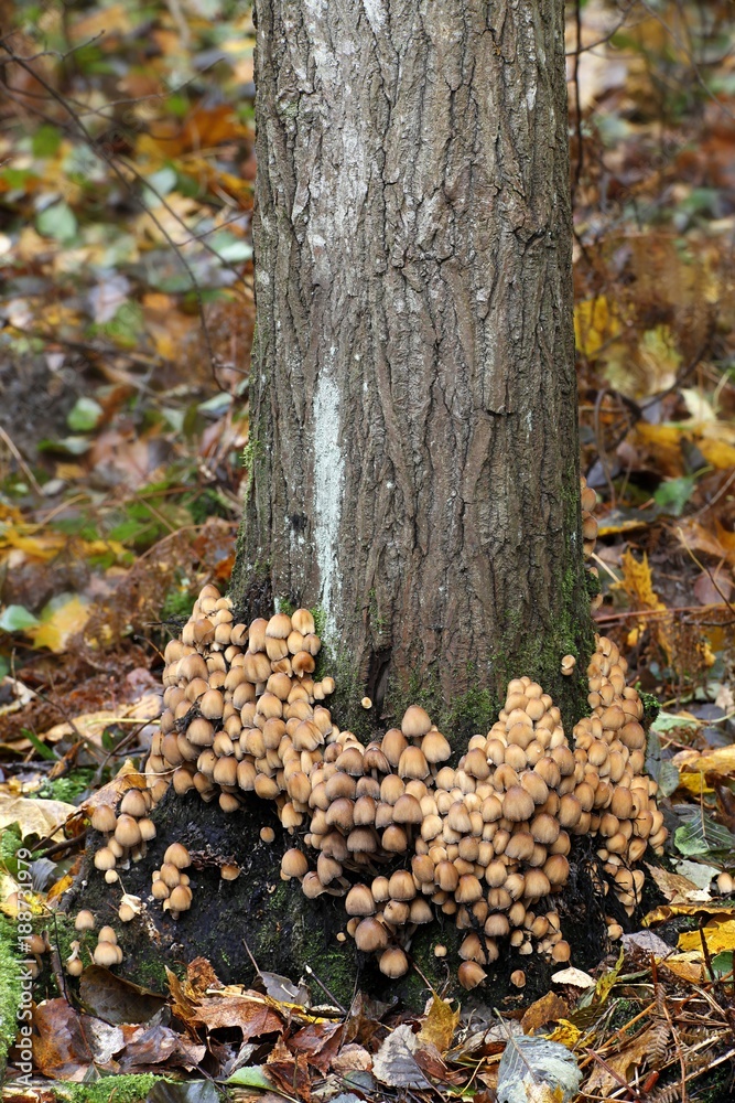 Fairy Inkcap, Coprinellus disseminatus, wild mushroom from Finland Fairy Inkcap, Coprinellus disseminatus, wild mushroom from Finland