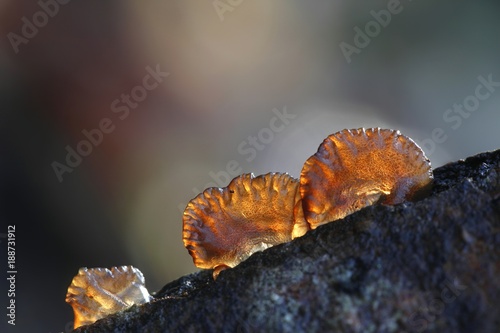 Amber jelly fungus, Exidia recisa, growing on a willow in Finland photo