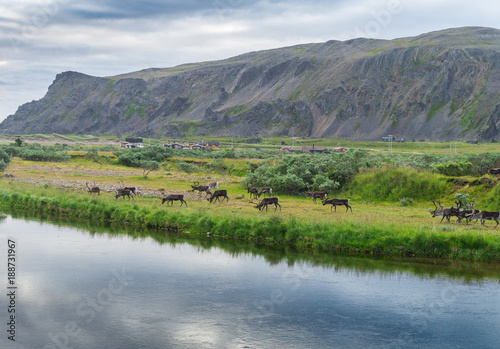 A herd of reindeers on the coast of Sandfjord, Varanger Peninsula, Finnmark, Norway