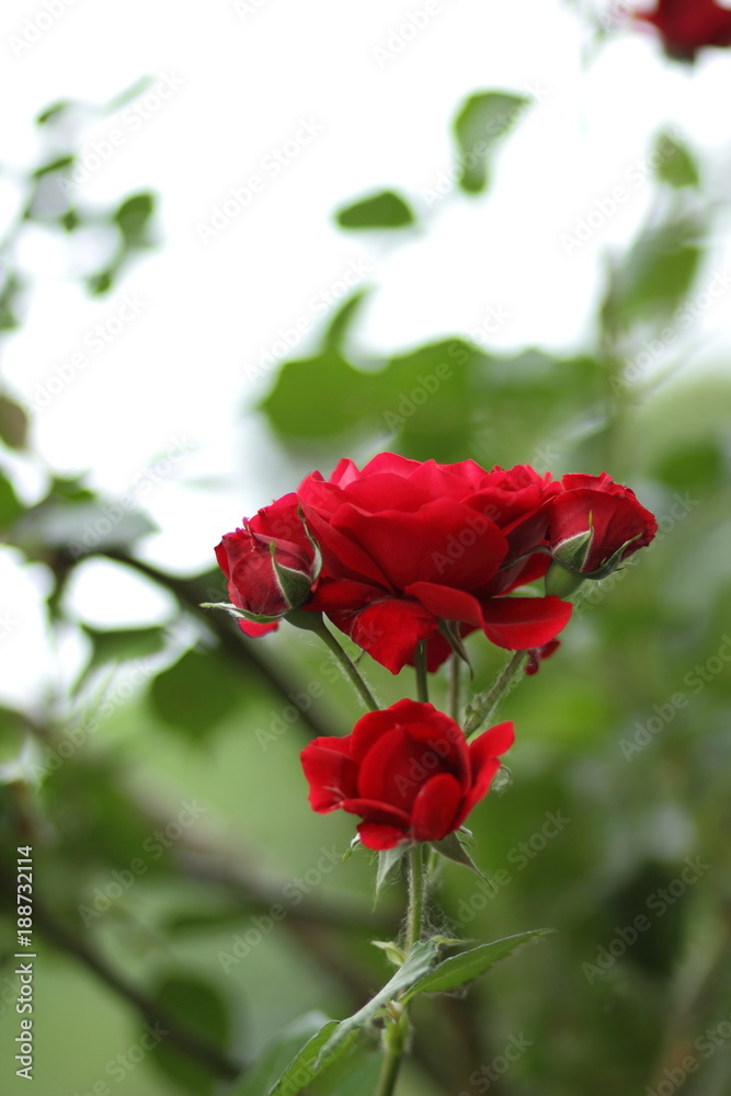 Valentine's Day, red roses, March 8, greeting card with flowers on holiday, natural background, declaration of love, red flowers in pop art style, minimalism, art Valentine's Day, red roses, March 8, greeting card with flowers on holiday, natural background, declaration of love, red flowers in pop art style, minimalism, art