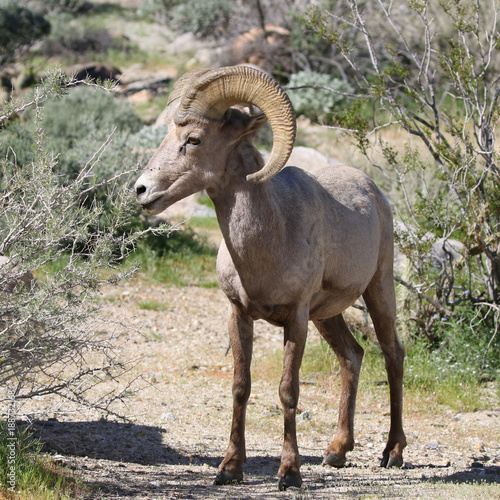 Desert Bighorn Sheep - Ovis canadensis nelsoni