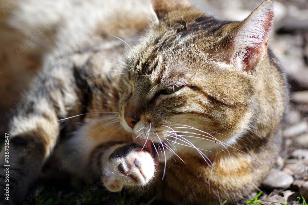 chat qui fait sa toilette chat qui fait sa toilette