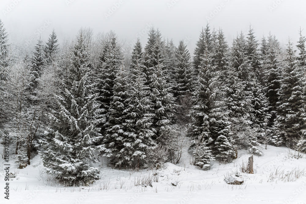 Winter white forest with snow, Christmas background Winter white forest with snow, Christmas background