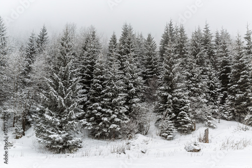 Zima biały las z śniegiem, Bożenarodzeniowy tło