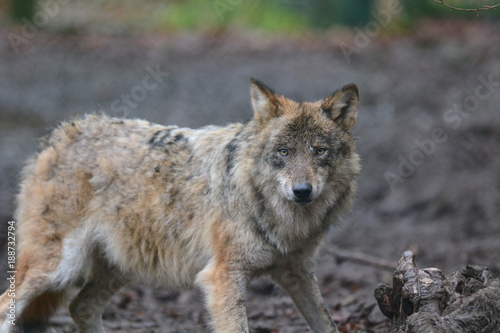 Wolf beim Fressen