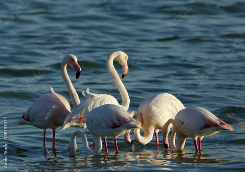 A flock of Greater Flamingos