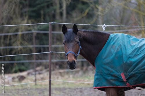 Fototapeta Naklejka Na Ścianę i Meble -  horse outdoors at the paddock