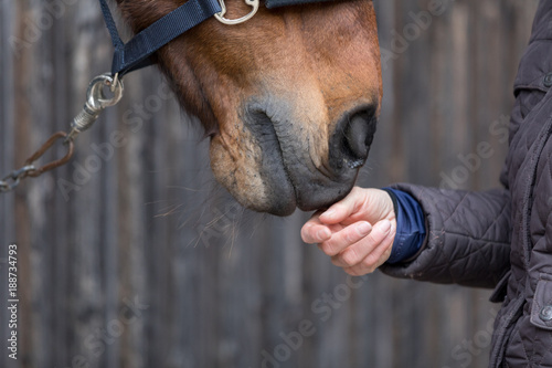 animal love - horse and horseman © bmf-foto.de